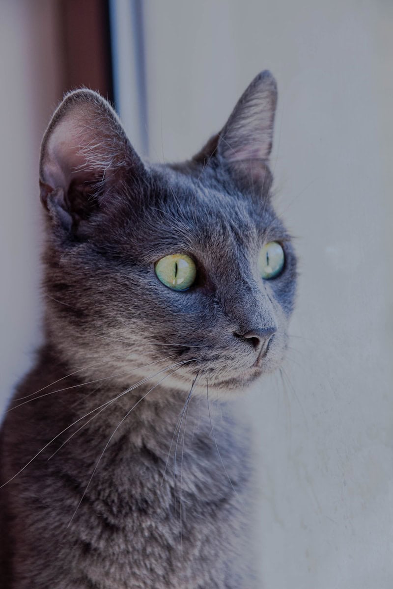 Russian Blue | Cat breeds